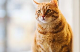 katten
